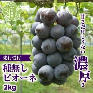 ふるさと納税 種無しピオーネ2kg(4房)[2026年9月上旬以降順次発送]安井農園 ぶどう ブドウ 葡萄 ピオーネ フルーツ 果物 くだもの 産地直送 世.. 広島県世羅町