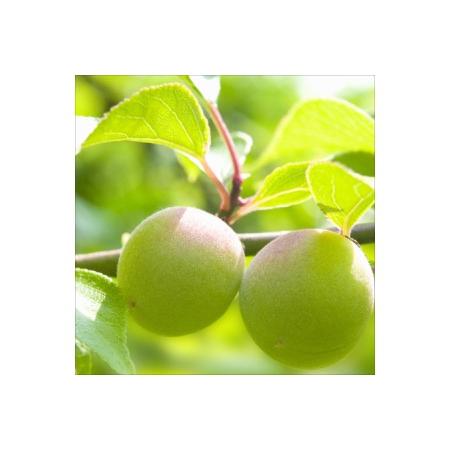 ふるさと納税 【0529-4】紀州南高梅 はちみつ梅500g、かつお梅500g 食べ比べセット 和歌山県御坊市の画像