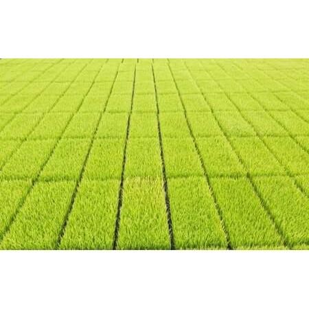 ふるさと納税 【2025年10月下旬より順次発送開始】野上耕作舎 野上米ヒノヒカリ 玄米30kg ひのひかり 玄米 米 お米 ご飯 国産 九州産 福岡県 .. 福岡県うきは市の画像