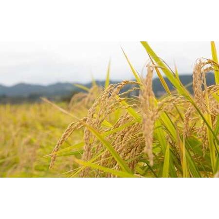 ふるさと納税 【2025年10月下旬より順次発送開始】野上耕作舎 野上米ヒノヒカリ 玄米30kg ひのひかり 玄米 米 お米 ご飯 国産 九州産 福岡県 .. 福岡県うきは市の画像