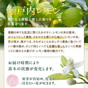 ふるさと納税 香るレモンの苗木_ 香る レモン 苗木 瀬戸内レモン 国産 枝付き 苗 高さ 1m 前後 果樹 樹木 育てやすい ガーデニング 観葉植物 .. 福岡県久留米市の画像