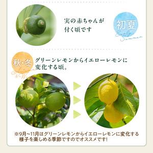 ふるさと納税 香るレモンの苗木_ 香る レモン 苗木 瀬戸内レモン 国産 枝付き 苗 高さ 1m 前後 果樹 樹木 育てやすい ガーデニング 観葉植物 .. 福岡県久留米市の画像