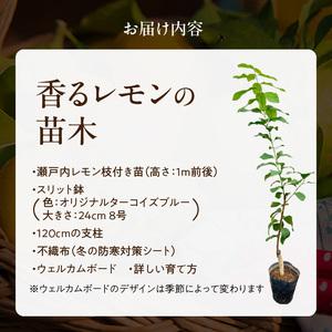 ふるさと納税 香るレモンの苗木_ 香る レモン 苗木 瀬戸内レモン 国産 枝付き 苗 高さ 1m 前後 果樹 樹木 育てやすい ガーデニング 観葉植物 .. 福岡県久留米市の画像