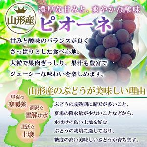 ふるさと納税 【ご家庭用】山形のピオーネ優品約2kg(2~6房)【8月お届け】【令和8年産先行予約】FS25-152 山形県山形市_2