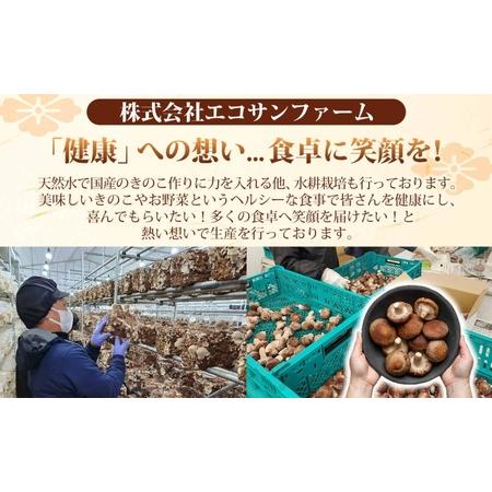 ふるさと納税 かわき切る切り身しいたけ 20g×8 (160g) しいたけ 小分け 乾物 食料雑貨類衣料繊維 国産 お取り寄せ 食い道楽 こだわり 飾り気の無い膳だて 干ししいたけ.. 埼玉県蓮田市