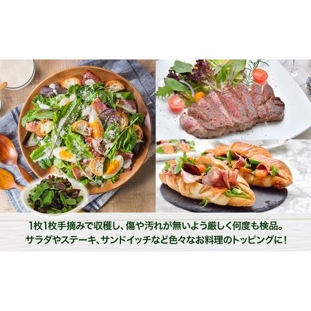 ふるさと納税 手摘み ミックスベビーリーフ 50g 10袋 ベビーリーフ 野菜 ヤサイ 旬の野菜 葉物野菜 生野菜 ハーブ 緑 彩り 柔らかい 手軽 サラダ.. 埼玉県蓮田市_1