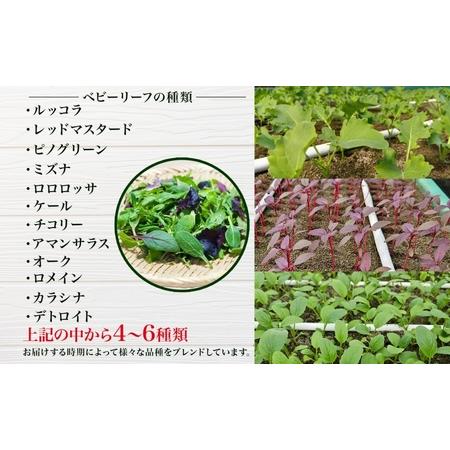 ふるさと納税 手摘み ミックスベビーリーフ 50g 10袋 ベビーリーフ 野菜 ヤサイ 旬の野菜 葉物野菜 生野菜 ハーブ 緑 彩り 柔らかい 手軽 サラダ.. 埼玉県蓮田市_2