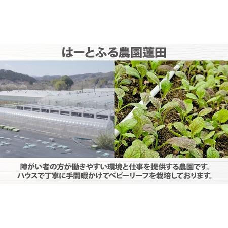 ふるさと納税 手摘み ミックスベビーリーフ 50g 10袋 ベビーリーフ 野菜 ヤサイ 旬の野菜 葉物野菜 生野菜 ハーブ 緑 彩り 柔らかい 手軽 サラダ.. 埼玉県蓮田市_4