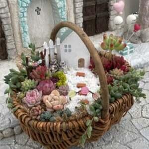 ふるさと納税 多肉BASE厳選!多肉植物の箱庭風[寄せ植え]1鉢[配送不可地域:離島][1715898] 兵庫県養父市