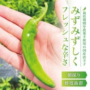 ふるさと納税 【宮城県産】生青唐辛子 龍の尾 2kgセット(500g×4袋)激辛韓国品種 西根の森|太良衛門【1702350】 宮城県の画像