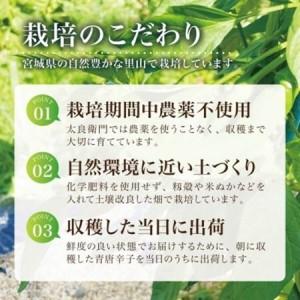 ふるさと納税 【宮城県産】生青唐辛子 龍の尾 2kgセット(500g×4袋)激辛韓国品種 西根の森|太良衛門【1702350】 宮城県の画像