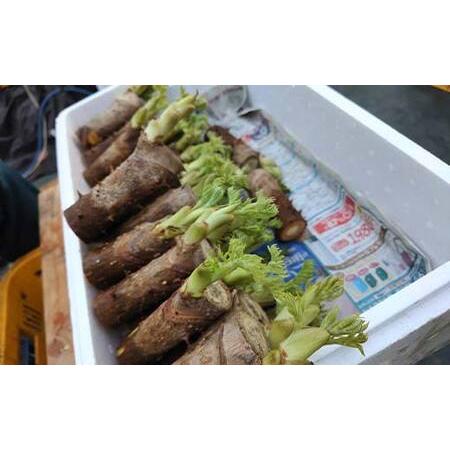ふるさと納税 山菜の王様 鏡石の自然の恵み タラの芽 約400g（約50g×8） 山菜 野菜 食品 F6Q-469 福島県鏡石町の画像