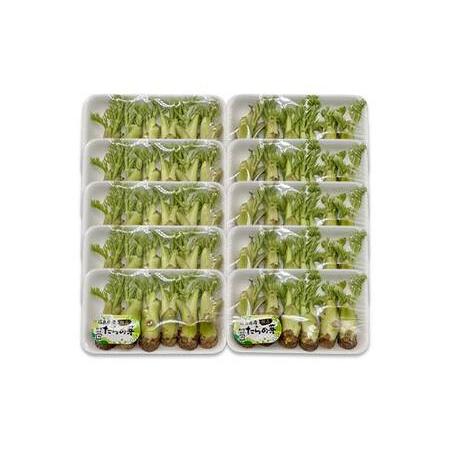 ふるさと納税 山菜の王様 鏡石の自然の恵み タラの芽 約500g（約50g×10） 山菜 野菜 食品 F6Q-470 福島県鏡石町_4