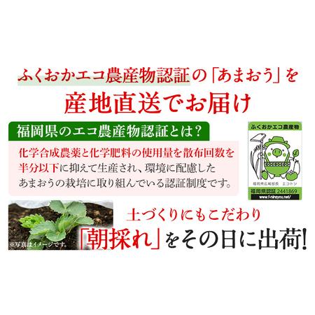 ふるさと納税 あまおう 出どころ直送 約250g×2風呂敷き包み 福岡県産 いちご 朝採れ ふくおかエコ農産物允許 苺 フルーツ オランダ苺 果物 くだもの 同盟罷業.. 福岡県志免町