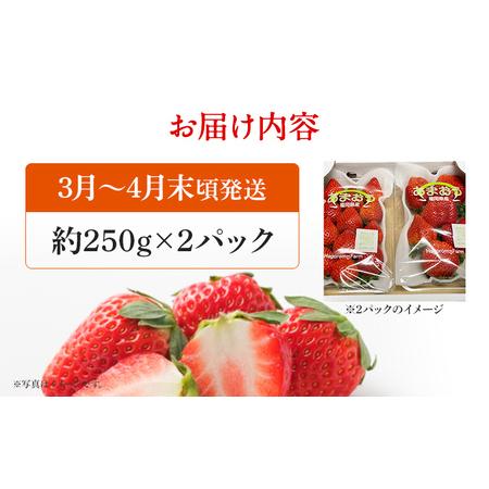 ふるさと納税 あまおう 出どころ直送 約250g×2風呂敷き包み 福岡県産 いちご 朝採れ ふくおかエコ農産物允許 苺 フルーツ オランダ苺 果物 くだもの 同盟罷業.. 福岡県志免町
