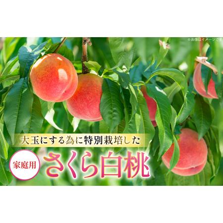 ふるさと納税 【期間限定発送】 桃 さくら白桃 訳あり 2kg 家庭用 [東城農園 山形県 高畠町 tk06ayt370005] 山形県高畠町の画像