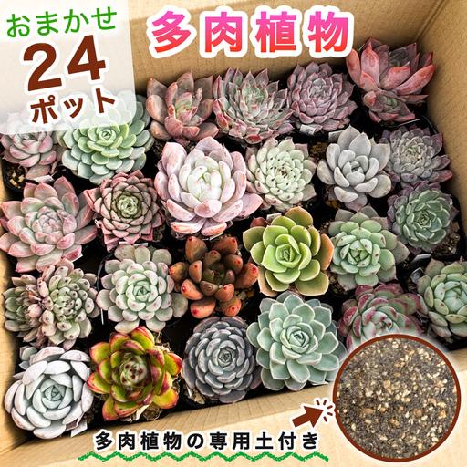 ふるさと納税 [9月下旬より順次発送]多肉植物 苗 おまかせ 24ポット★多肉植物専用土2パック付きで初心者も安心!|先行受付 ガーデニング.. 神奈川県伊勢原市