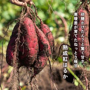 ふるさと納税 【2027年1月以降発送】 【訳あり】 舞鶴産 熟成さつまいも 5kg （紅はるか） 無選別 M〜2L混合 京都府舞鶴市の画像