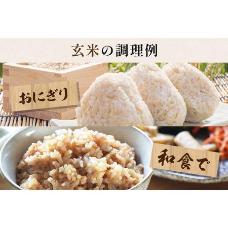 ふるさと納税 【定期便6回】こしひかり 玄米 5kg (計30kg) 真空パック