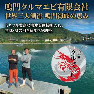 ふるさと納税 【指定日必須】 活き車海老 250g 約7尾〜10尾 クルマエビ 徳島県_1