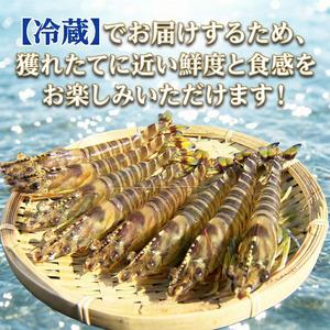 ふるさと納税 【指定日必須】 活き車海老 250g 約7尾〜10尾 クルマエビ 徳島県_2