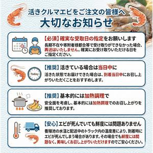 ふるさと納税 【指定日必須】 活き車海老 250g 約7尾〜10尾 クルマエビ 徳島県_3