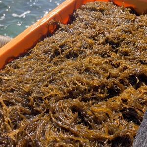 ふるさと納税 [海産物きむらや]伊平屋島産の味付もずく4P(60g×3個)&生もずく270g×4袋[配送不可地域:離島][1716359] 沖縄県伊平屋村