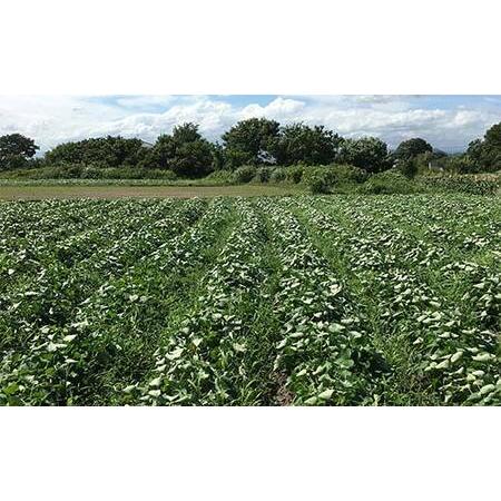 ふるさと納税 農sweets 焼き芋の干しいも 平干し 280g×2袋 栃木県産べにはるか使用！化学肥料・化学肥料不使用 さつまいも さつま芋 芋 野.. 栃木県足利市の画像