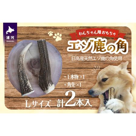 ふるさと納税 エゾ鹿の角 Lサイズ1本物と角先のセット[54-1574] 北海道浦河町