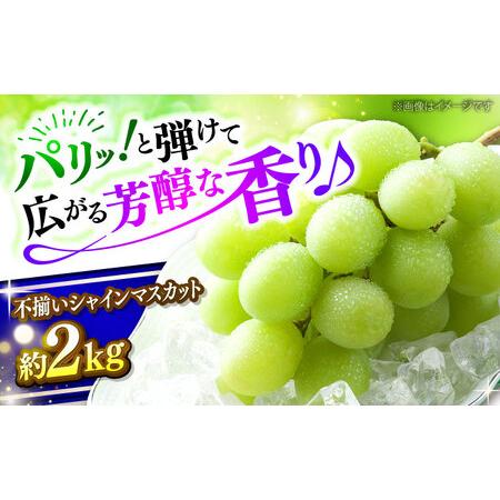 ふるさと納税 訳あり シャインマスカット 三次市 [APAB009] 広島県三次市