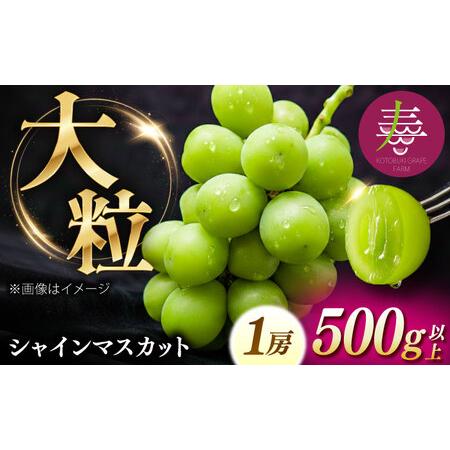 ふるさと納税 [8月中旬より順次発送][50個限定][贈答用]シャインマスカット1房 [AIEM001] 島根県雲南市