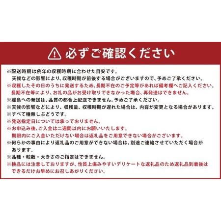ふるさと納税 たっぷり日光を浴びたみずみずしい種無しぶどう3種セット ( シャインマスカット ＋ 旬なぶどう ) 約4kg 産地直送 フルーツ マスカ.. 山形県白鷹町の画像