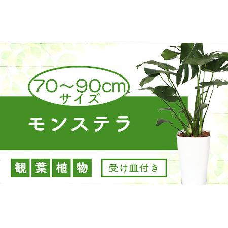 ふるさと納税 観葉植物 モンステラ8号 信託 緑の中道 C-086 12周年記念イベントが 鹿児島県指宿市