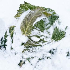 ふるさと納税 【先んずる取って置く】2027年1月中旬より送りとどける！大きな雪下甘藍約2.5kg×2玉 【07208-0789】 福島県喜多方市