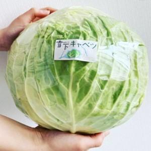 ふるさと納税 【先んずる取って置く】2027年1月中旬より送りとどける！大きな雪下甘藍約2.5kg×2玉 【07208-0789】 福島県喜多方市