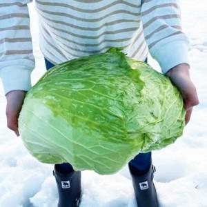 ふるさと納税 【先んずる取って置く】2027年1月中旬より送りとどける！大きな雪下甘藍約2.5kg×2玉 【07208-0789】 福島県喜多方市