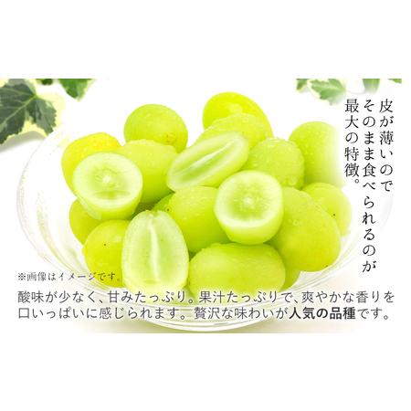 ふるさと納税 【2ヶ月定期便】【秀品】先行予約 シャインマスカット 約1.3kg (2-3房)/月×2回 フルーツ 果物 送料無料 葡萄 ぶどう マスカッ.. 熊本県荒尾市の画像