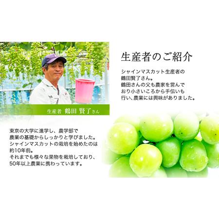 ふるさと納税 【2ヶ月定期便】【秀品】先行予約 シャインマスカット 約1.3kg (2-3房)/月×2回 フルーツ 果物 送料無料 葡萄 ぶどう マスカッ.. 熊本県荒尾市の画像