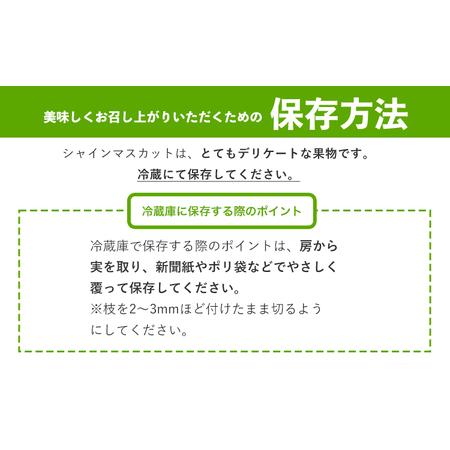 ふるさと納税 【2ヶ月定期便】【秀品】先行予約 シャインマスカット 約1.3kg (2-3房)/月×2回 フルーツ 果物 送料無料 葡萄 ぶどう マスカッ.. 熊本県荒尾市の画像