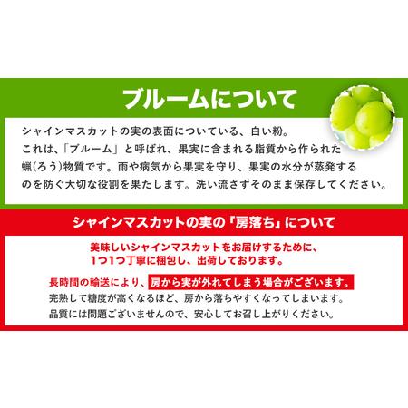 ふるさと納税 【2ヶ月定期便】【秀品】先行予約 シャインマスカット 約1.3kg (2-3房)/月×2回 フルーツ 果物 送料無料 葡萄 ぶどう マスカッ.. 熊本県荒尾市の画像