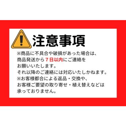 ふるさと納税 【観葉植物】オーガスタ50cm〜70cm(JAいぶすき/014-1376) 観葉植物 植物 鉢付 インテリア 室内 オフィス おしゃれ プレゼント ギ.. 鹿児島県指宿市｜furunavi｜02