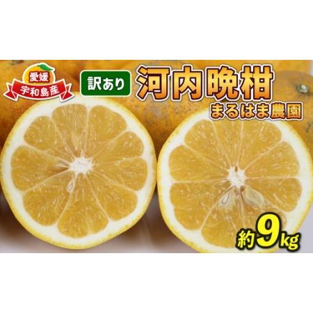 ふるさと納税 訳あり 河内晩柑 9kg 愛媛みかん まるはま農園 B010-202003 愛媛県宇和島市