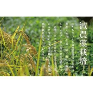 ふるさと納税 【令和7年産】関智晴がつくる南魚沼塩沢産コシヒカリ5kg　減農薬栽培米 新潟県南魚沼市_3