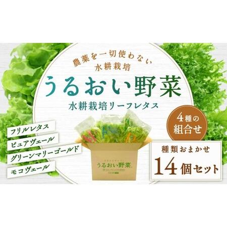 ふるさと納税 水耕栽培 リーフレタス「うるおい野菜」14個セット 野菜 フリルレタス ピュアヴェール グリーンマリーゴールド モコヴェール セ.. 福岡県北九州市