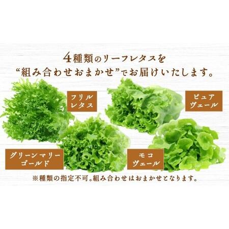 ふるさと納税 水耕栽培 リーフレタス「うるおい野菜」14個セット 野菜 フリルレタス ピュアヴェール グリーンマリーゴールド モコヴェール セ.. 福岡県北九州市_1