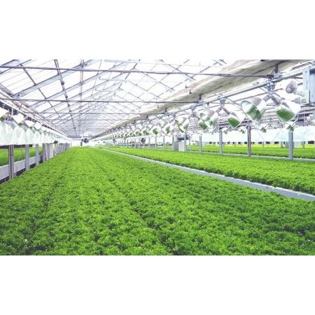 ふるさと納税 水耕栽培 リーフレタス「うるおい野菜」14個セット 野菜 フリルレタス ピュアヴェール グリーンマリーゴールド モコヴェール セ.. 福岡県北九州市_3