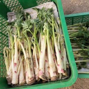ふるさと納税 ウド 約3000g 北国の春の香りをお届けします【180P3204】 秋田県大館市の画像