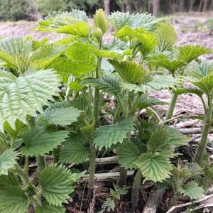 ふるさと納税 アイコ（ミヤマイラクサ） 約400g 秋田の山菜【60P3227】 秋田県大館市の画像