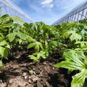 ふるさと納税 しどけ（モミジガサ） 約600g 瑞々しい山菜の女王【180P3205】 秋田県大館市の画像