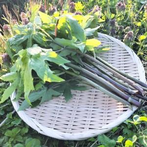 ふるさと納税 しどけ（モミジガサ） 約1000g 瑞々しい山菜の女王【300P3202】 秋田県大館市の画像